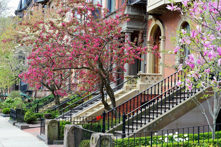 Trees with pink flowers growing next to row of houses